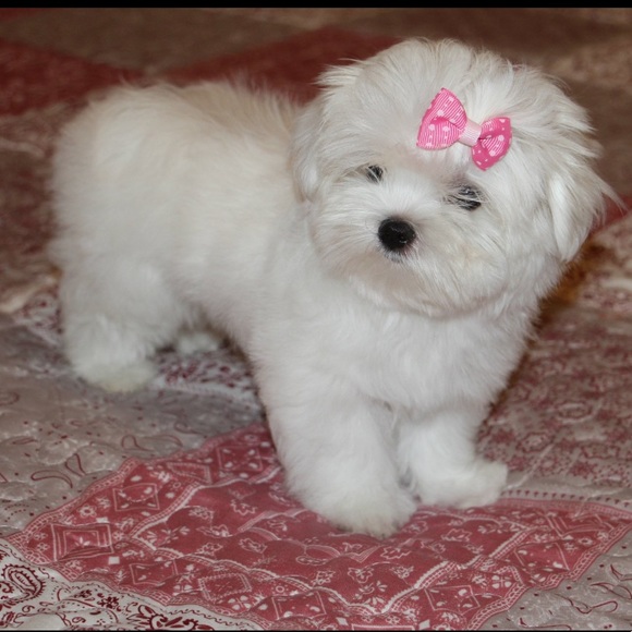 Bunny 🐰 & Snow ❄️ - Picture 2 of 2